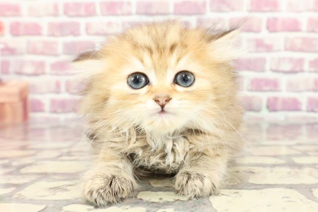 神奈川県のペルシャ (Coo&RIKU藤沢店/2024年3月11日生まれ/女の子/チンチラゴールデン)の子猫