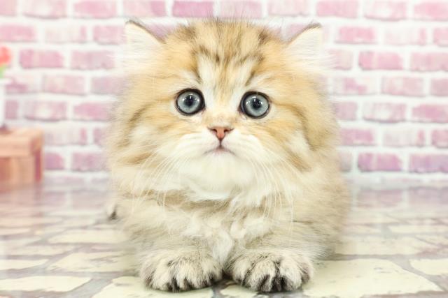 東京都のペルシャ (Coo&RIKU吉祥寺店/2024年3月14日生まれ/女の子/チンチラゴールデン)の子猫