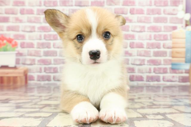 東京都のウェルシュコーギーペンブローク (Coo&RIKU足立本店/2024年3月10日生まれ/男の子/レッドホワイト)の子犬