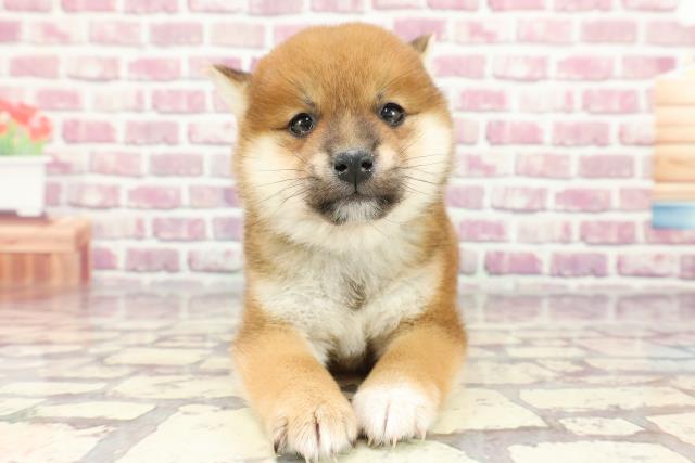 栃木県の柴犬(標準サイズ) (Coo&RIKU宇都宮店/2024年3月14日生まれ/男の子/赤)の子犬