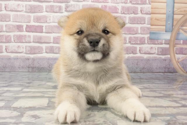兵庫県の柴犬(標準サイズ) (Coo&RIKU神戸垂水店/2024年3月10日生まれ/女の子/赤)の子犬