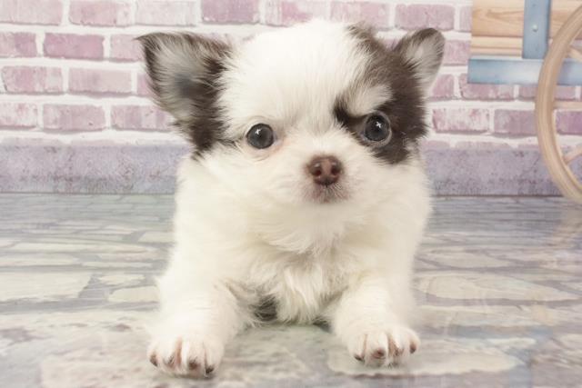沖縄県のチワワ(ロング) (Coo&RIKU沖縄浦添店/2024年3月14日生まれ/女の子/チョコレートタンホワイト)の子犬