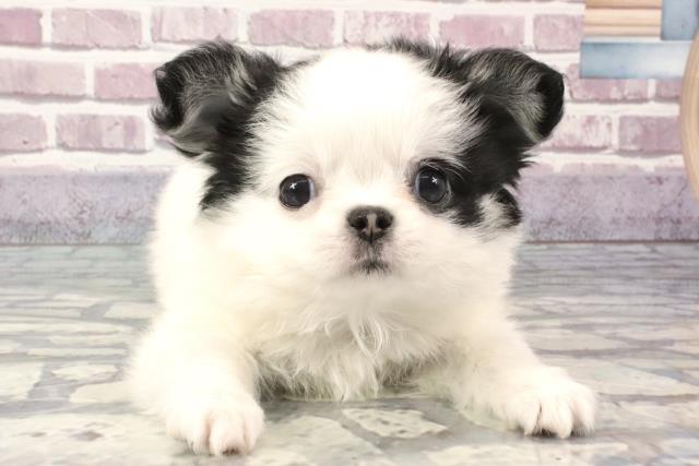 兵庫県のチワワ(ロング) (Coo&RIKU尼崎店/2024年3月14日生まれ/男の子/ホワイトブラック)の子犬