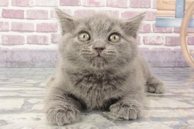兵庫県のブリティッシュショートヘアー (Coo&RIKU姫路店/2024年3月14日生まれ/男の子/ブルー)の子猫