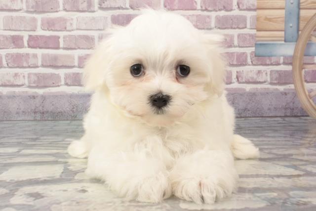 沖縄県のマルチーズ (Coo&RIKU沖縄浦添店/2024年3月13日生まれ/男の子/ホワイト)の子犬