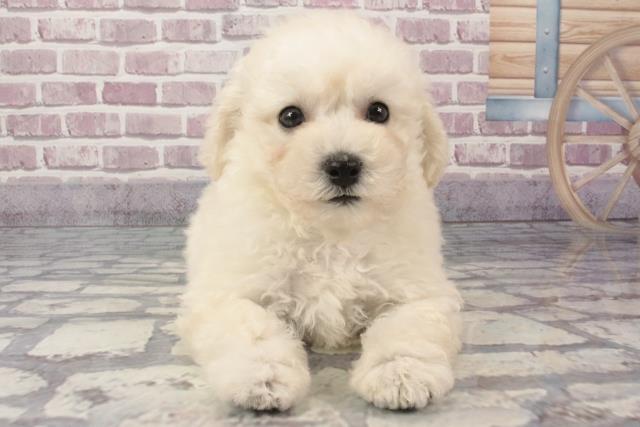 山口県のビションプー(ビションフリーゼ×プードル) (Coo&RIKUシーモール下関店/2024年3月11日生まれ/男の子/ホワイト)の子犬