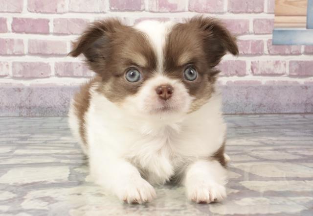 兵庫県のチワワ(ロング) (Coo&RIKU明石店/2024年3月13日生まれ/男の子/チョコレートホワイト)の子犬