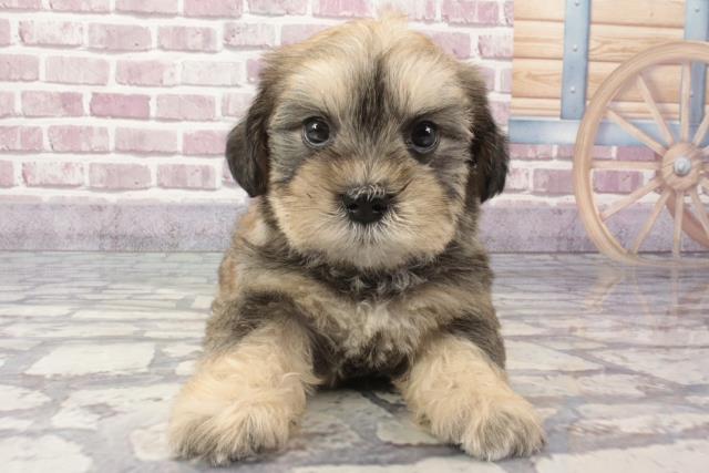 沖縄県のハーフ犬 (Coo&RIKU沖縄浦添店/2024年3月14日生まれ/女の子/セーブル)の子犬