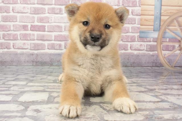 兵庫県の柴犬(標準サイズ) (Coo&RIKU明石店/2024年3月13日生まれ/女の子/赤)の子犬