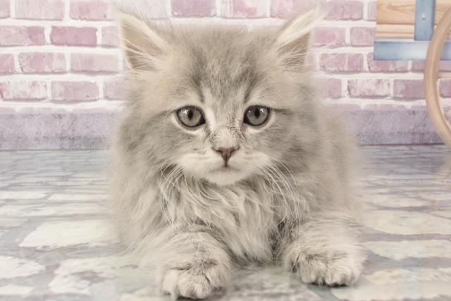 大阪府のブリティッシュロングヘアー (Coo&RIKU寝屋川店/2024年3月11日生まれ/男の子/ブルータビー)の子猫