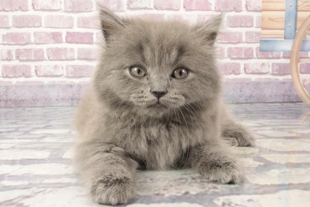 北海道のブリティッシュロングヘアー (Coo&RIKU札幌東店/2024年3月11日生まれ/男の子/ブルー)の子猫