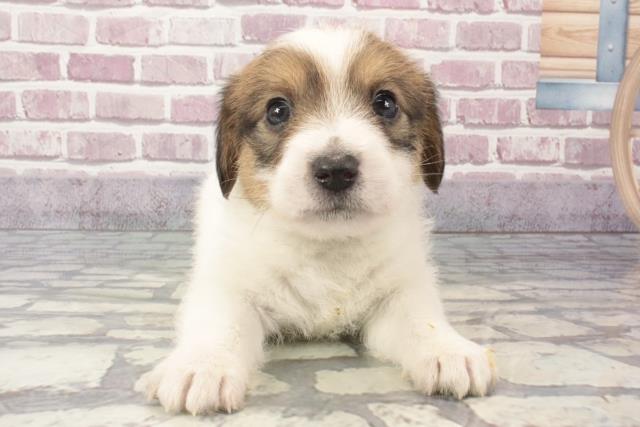 北海道のジャックラッセルテリア (Coo&RIKU札幌西店/2024年3月13日生まれ/男の子/タンホワイト)の子犬