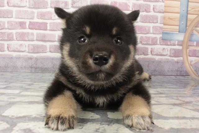 兵庫県の柴犬(標準サイズ) (Coo&RIKU三木店/2024年3月14日生まれ/男の子/黒)の子犬