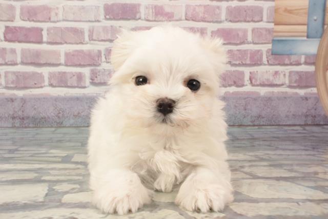 兵庫県のマルチーズ (Coo&RIKU神戸垂水店/2024年3月12日生まれ/男の子/ホワイト)の子犬