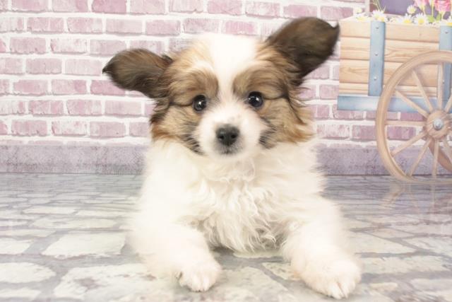 山口県のパピヨン (Coo&RIKUサンパークあじす店/2024年3月14日生まれ/男の子/ホワイトブラウン)の子犬