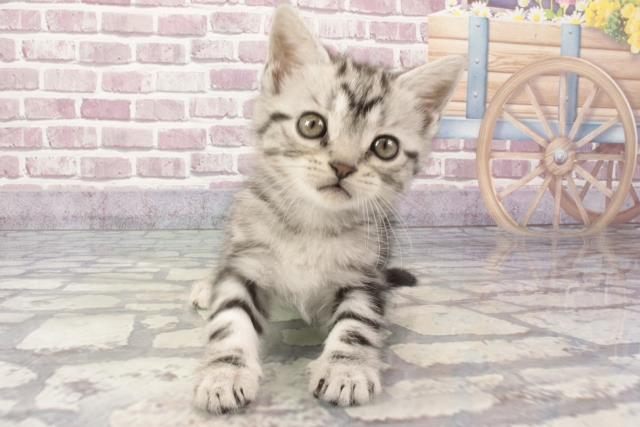 兵庫県のアメリカンショートヘアー (Coo&RIKU神戸垂水店/2024年3月12日生まれ/女の子/シルバータビー)の子猫
