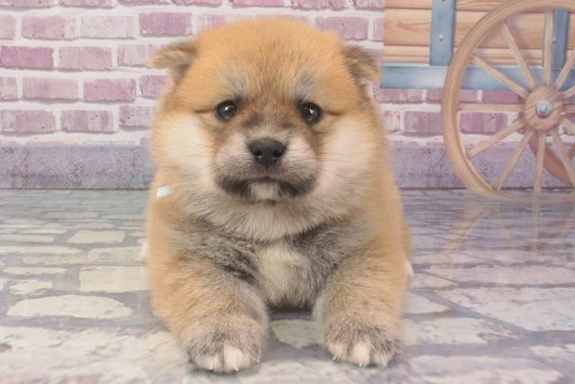 2024年2月9日生まれのポメ柴(ポメラニアン×柴犬)の1枚目の写真