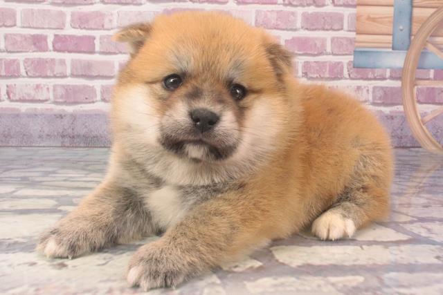 2024年2月9日生まれのポメ柴(ポメラニアン×柴犬)の2枚目の写真