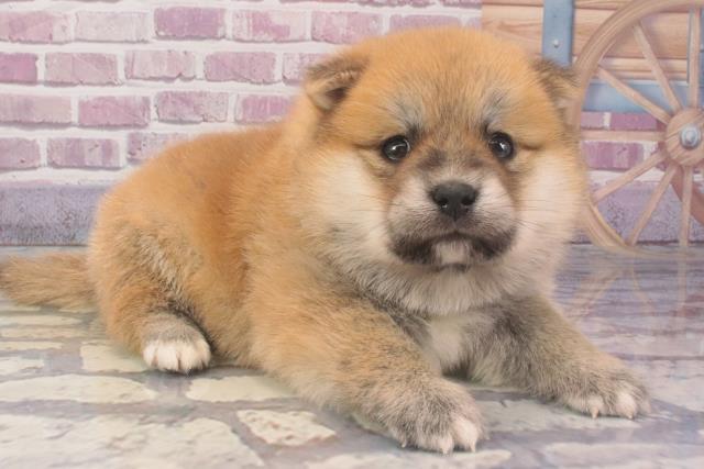 2024年2月9日生まれのポメ柴(ポメラニアン×柴犬)の3枚目の写真