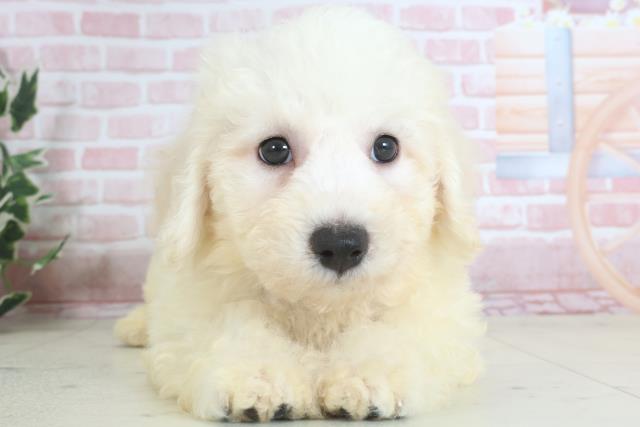 福岡県のビションフリーゼ (Coo&RIKU筑後店/2024年3月14日生まれ/男の子/ホワイト)の子犬