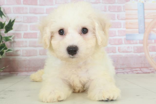 長崎県のビションフリーゼ (Coo&RIKU長崎佐世保店/2024年3月14日生まれ/男の子/ホワイト)の子犬