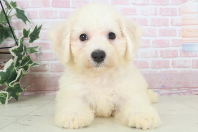 熊本県のビションフリーゼ (Coo&RIKUカリーノ菊陽店/2024年3月14日生まれ/男の子/ホワイト)の子犬