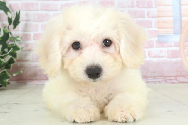 鹿児島県のビションフリーゼ (Coo&RIKU鹿屋店/2024年3月14日生まれ/女の子/ホワイト)の子犬