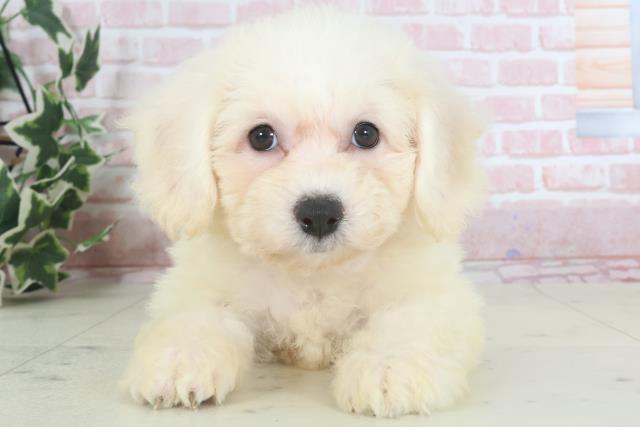 熊本県のビションフリーゼ (Coo&RIKU熊本店/2024年3月14日生まれ/女の子/ホワイト)の子犬