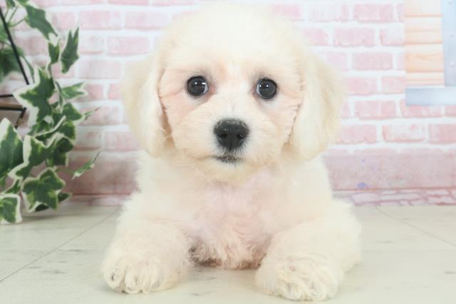 熊本県のビションフリーゼ (Coo&RIKUイオンモール宇城店/2024年3月14日生まれ/男の子/ホワイト)の子犬