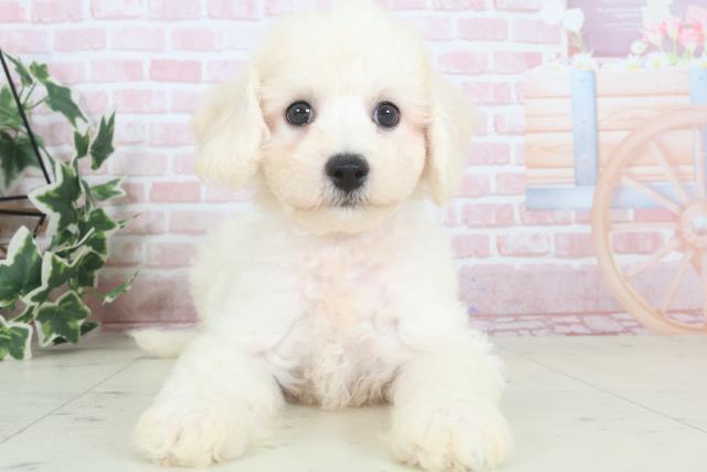 鹿児島県のビションフリーゼ (Coo&RIKU鹿児島店/2024年3月14日生まれ/男の子/ホワイト)の子犬
