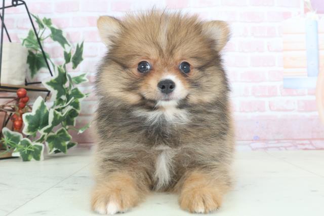 福岡県のポメラニアン (Coo&RIKU小倉店/2024年3月11日生まれ/男の子/パーティーカラー)の子犬