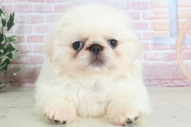 熊本県のペキニーズ (Coo&RIKU熊本店/2024年3月12日生まれ/男の子/ホワイト)の子犬