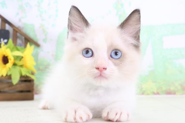 熊本県のラグドール (Coo&RIKU熊本店/2024年3月11日生まれ/男の子/シールポイントバイカラー)の子猫