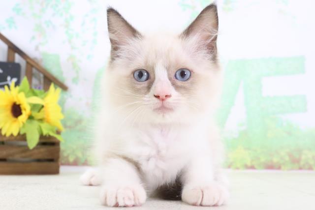 大分県のラグドール (Coo&RIKU大分店/2024年3月11日生まれ/女の子/シールポイントバイカラー)の子猫