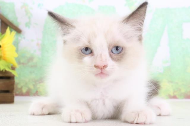 熊本県のラグドール (Coo&RIKU宇土シティモール店/2024年3月11日生まれ/女の子/シールポイントバイカラー)の子猫