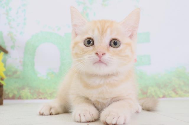 福岡県のマンチカン (Coo&RIKU小倉店/2024年3月16日生まれ/女の子/クリームタビー)の子猫
