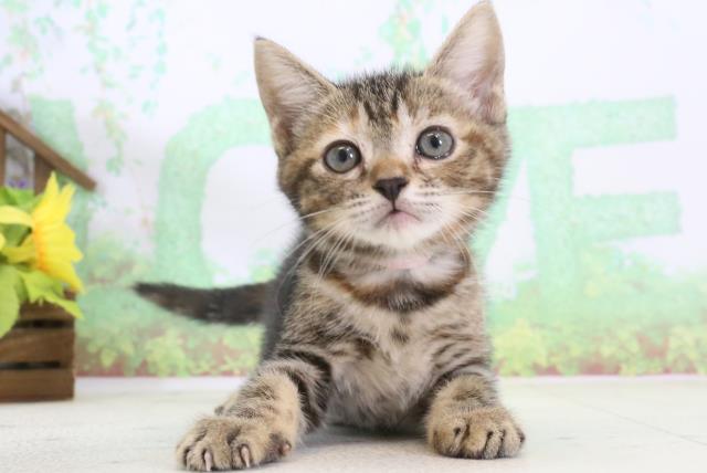長野県のマンチカン (Coo&RIKU綿半権堂店/2024年3月16日生まれ/女の子/ブラウンタビー)の子猫