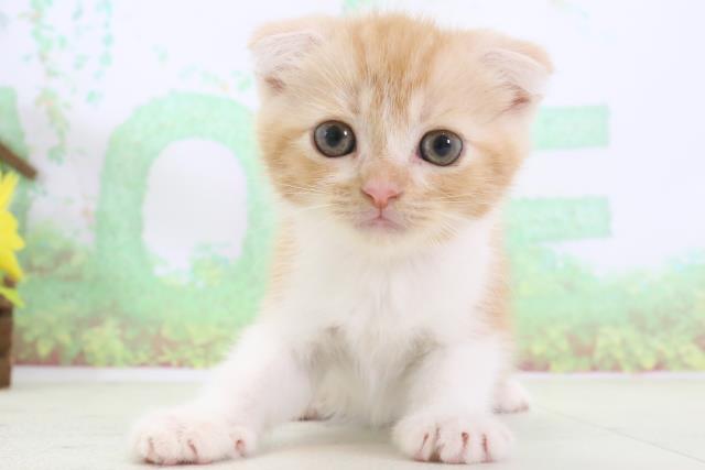 福岡県のスコティッシュフォールド (Coo&RIKU小倉店/2024年3月16日生まれ/女の子/レッドタビーホワイト)の子猫