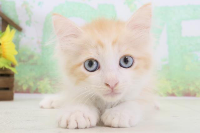 大分県のサイベリアン (Coo&RIKU大分店/2024年3月17日生まれ/男の子/レッドタビーホワイト)の子猫