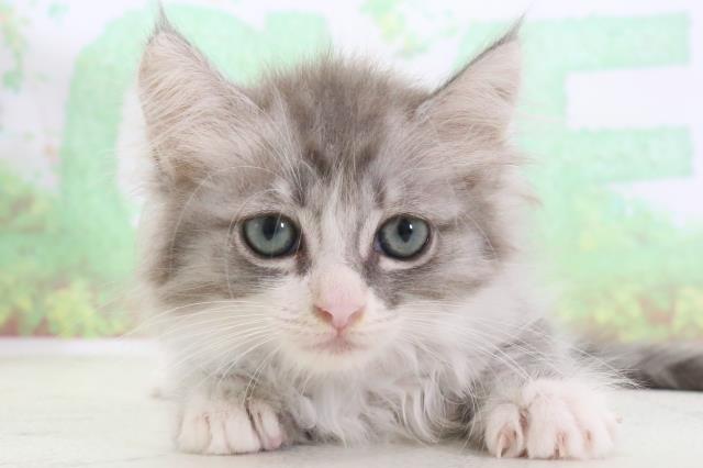 福岡県のサイベリアン (Coo&RIKU小倉店/2024年3月17日生まれ/女の子/シルバータビーホワイト)の子猫