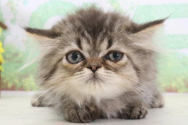 佐賀県のハーフ猫 (Coo&RIKU佐賀神埼店/2024年2月24日生まれ/女の子/ブラウンタビー)の子猫