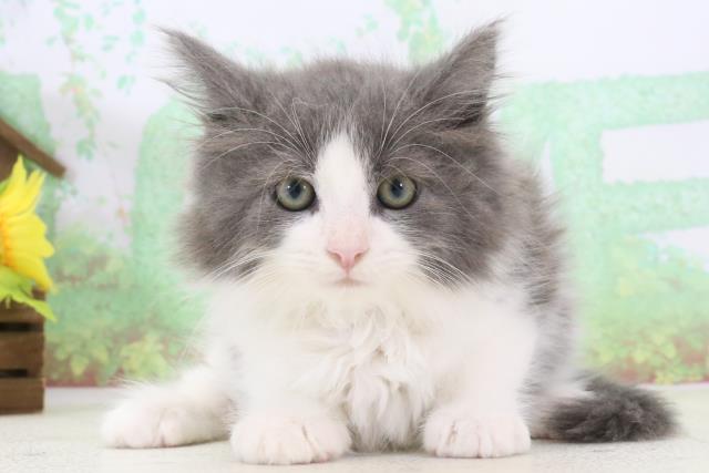 熊本県のノルウェージャンフォレストキャット (Coo&RIKU宇土シティモール店/2024年3月8日生まれ/男の子/ブルーホワイト)の子猫