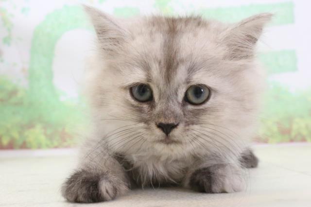 福岡県のミヌエット (Coo&RIKU筑後店/2024年3月10日生まれ/女の子/シルバータビーホワイト)の子猫