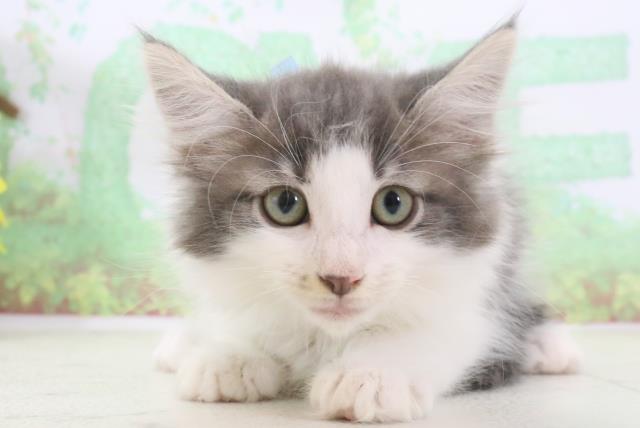鹿児島県のノルウェージャンフォレストキャット (Coo&RIKU鹿屋店/2024年2月29日生まれ/男の子/ブルータビーホワイト)の子猫