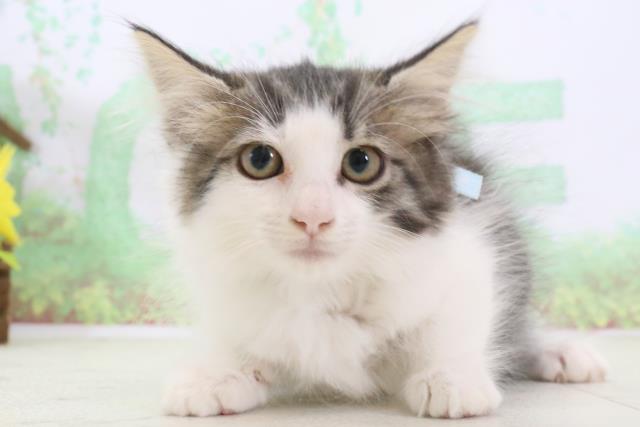 長崎県のノルウェージャンフォレストキャット (Coo&RIKU大村店/2024年2月29日生まれ/女の子/ブラウンタビーホワイト)の子猫