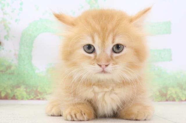 福岡県のミヌエット (Coo&RIKU大牟田店/2024年3月7日生まれ/男の子/レッドタビー)の子猫
