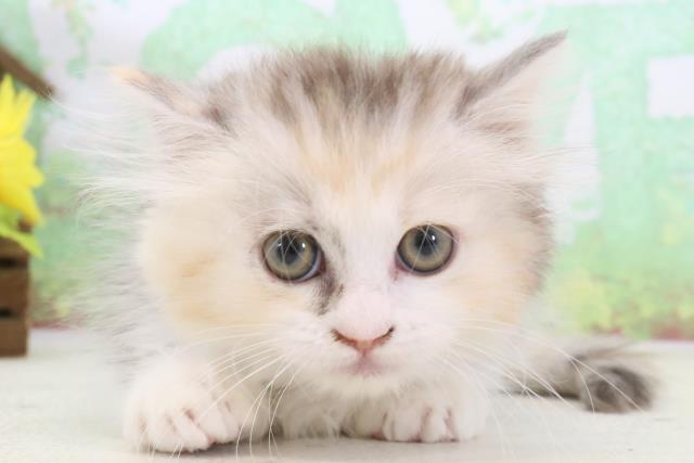 福岡県のミヌエット (Coo&RIKU福岡古賀店/2024年3月7日生まれ/女の子/ダイリュートキャリコ)の子猫
