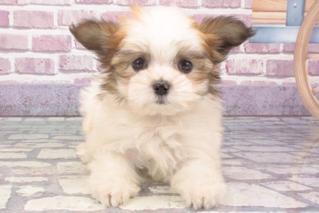 沖縄県のハーフ犬 (Coo&RIKU沖縄浦添店/2023年12月29日生まれ/女の子/レッドホワイト)の子犬