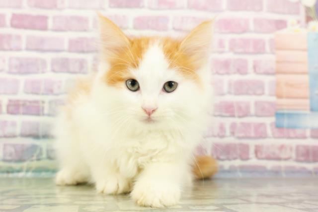 青森県のメインクーン (Coo&RIKU青森店/2024年3月11日生まれ/男の子/レッドタビーホワイト)の子猫