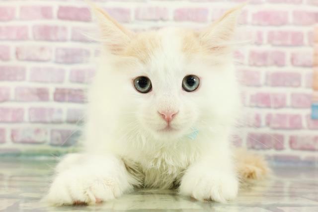 青森県のメインクーン (Coo&RIKU八戸店/2024年3月11日生まれ/男の子/クリームタビーホワイト)の子猫